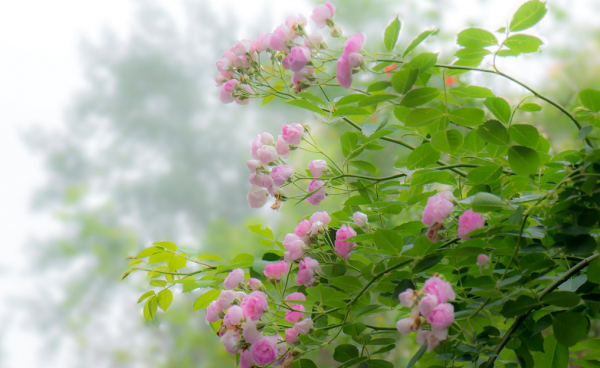 5天后，4個星座，無往不勝，實現夢想，一改不如意之勢