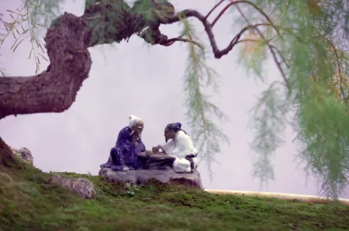 美圖丨如皋：精品盆景匯雉水，姿態優雅顯匠心！