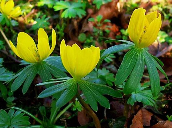 冬菟葵～頂生一朵黃花，花期冬季至早春