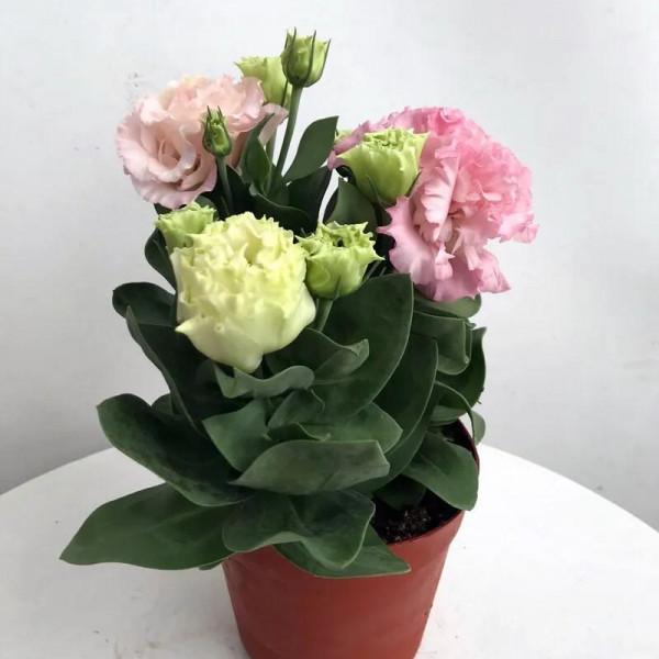 五彩斑斕洋桔梗花 五彩斑斕洋桔梗花