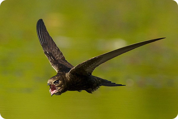 跳蚤的速度有多快？比飛機都快