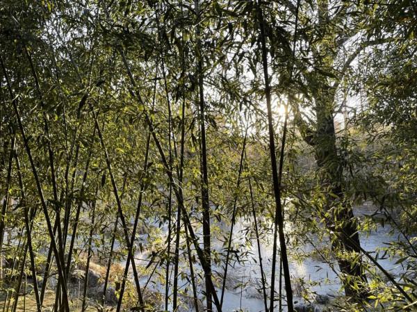 北京免費又熱鬧的紫竹院公園