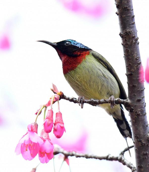 這是什麼鳥？顏值高
