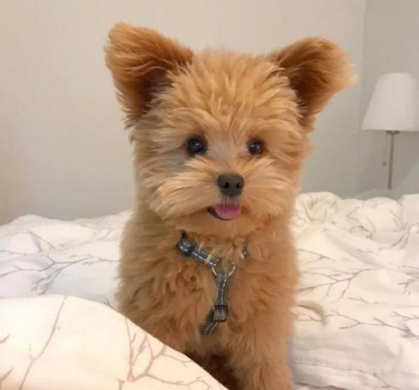 泰迪因叫聲太大被拋棄，重新被收養後卻不叫了，性格也變得開朗了