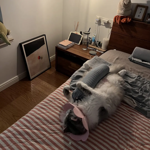 分享3貓2人住了五年滿當當的家 分享3貓2人住了五年滿當當的家