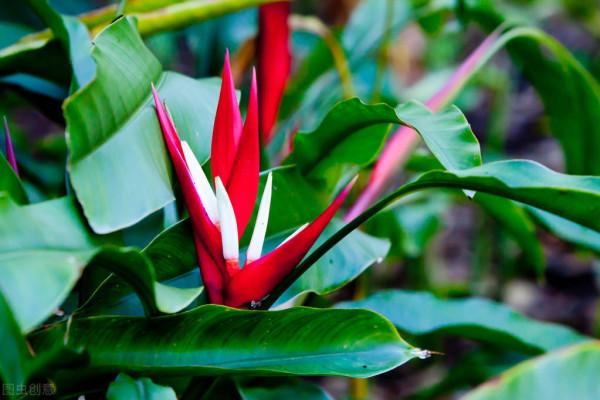 &OpenCurlyDoubleQuote;蠍尾蕉&rdquo;花中君子，友善好客