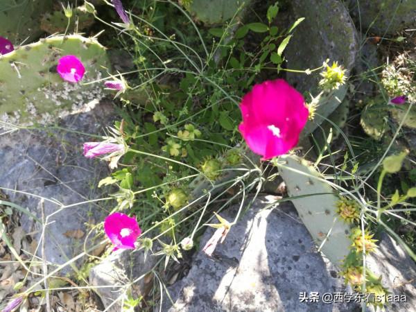 得克薩斯州的那些多肉植物——仙人掌