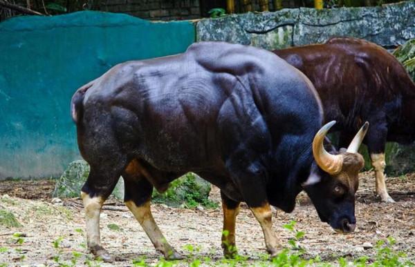 快沒了！舟山牛現存不到200頭，它們在舟山群島至少繁衍了300多年