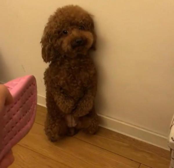 這6種狗堪稱“狗界慫包”，中看不中用，遇到危險馬上溜