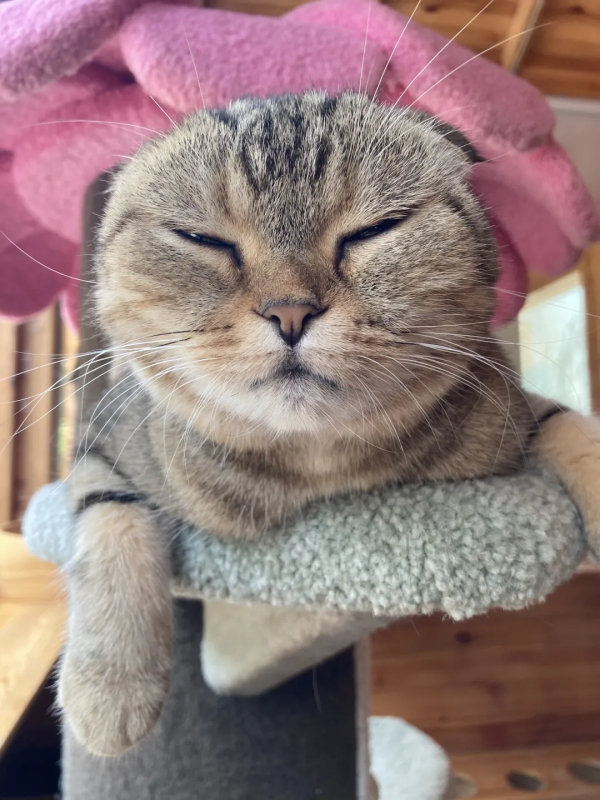 蘇格格|不出門可以做些什麼? 蘇格格|不出門可以做些什麼?