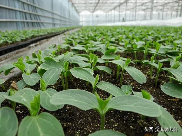 種菜哪些需用當年的種子，哪些要用隔年的種子？我告訴你答案
