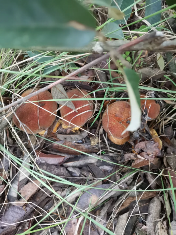 【九龍杯】菌子的故事