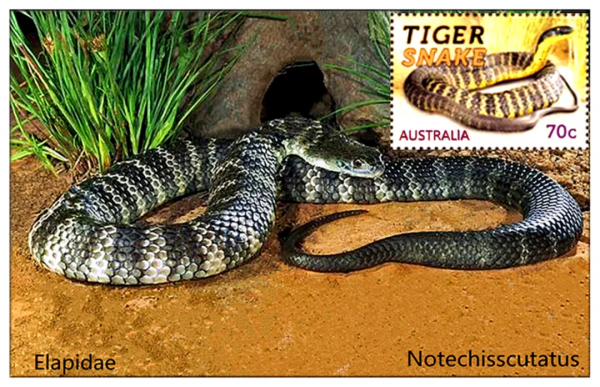 盧伯雄 | 以虎命名的動物 盧伯雄 | 以虎命名的動物