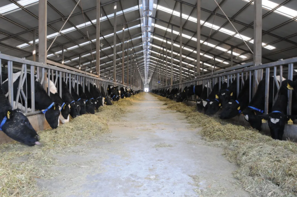 一滴優質奶 多方齊上陣