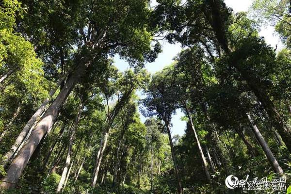 #網聚雲南相約COP15#滇南秘境大圍山：北迴歸線上的綠色明珠