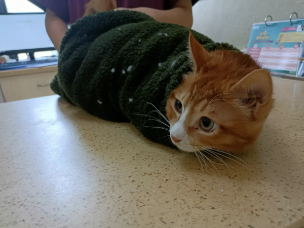 “我勸你也一起吃貓，別不合群。”