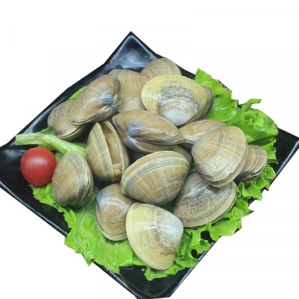 中藥古今研究：蛤殼