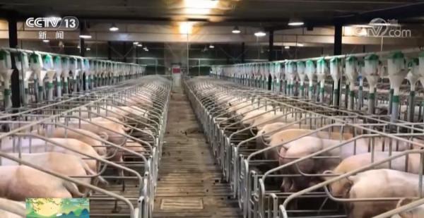 豬肉價格一降再降 尚未探底!咋回事? 豬肉價格一降再降 尚未探底!咋回事?