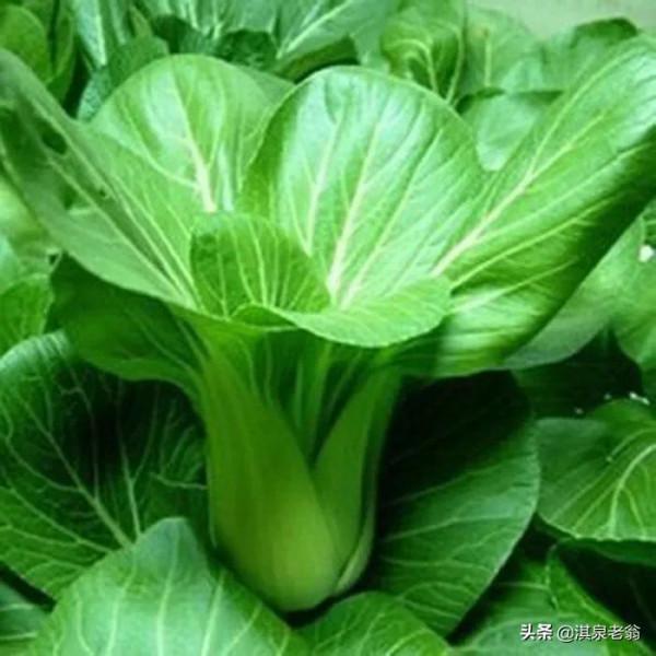 中秋節後還有哪幾種蔬菜可以種？種菜能手告訴你該種啥菜