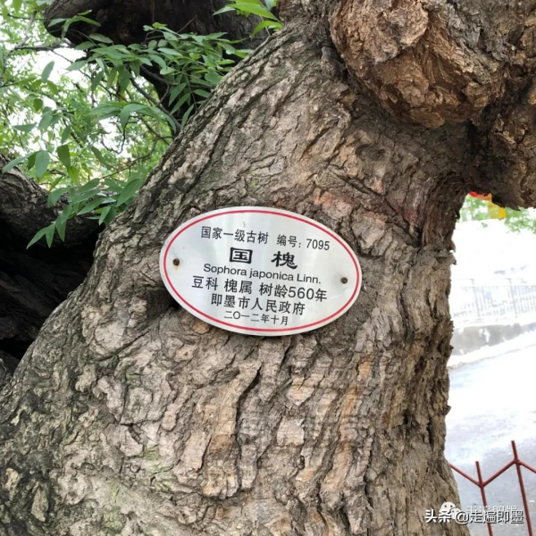 走遍即墨——大留村