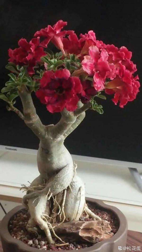 10種花得窮養,盆越小、水越少,越長得旺 10種花得窮養,盆越小、水越少,越長得旺