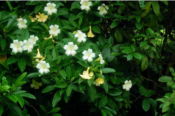 室內綠植養啥好?常見室內綠植養護知識 室內綠植養啥好?常見室內綠植養護知識
