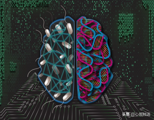 利用分子工程細菌構造單層人工神經網路