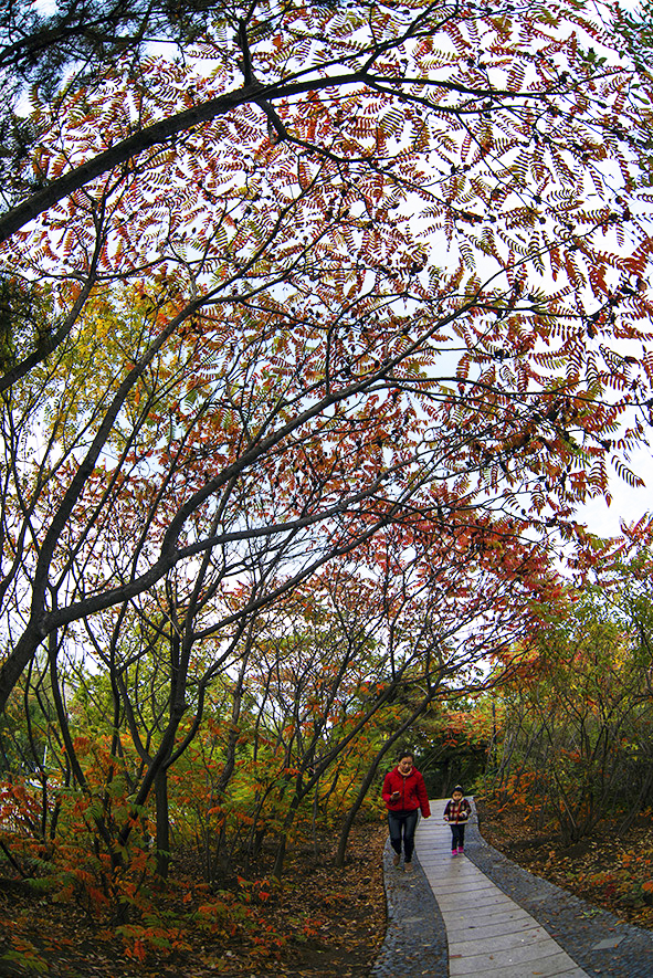 秋 韻 賦----《蝶變回天》北京天通苑靚麗美景拍不完（18）