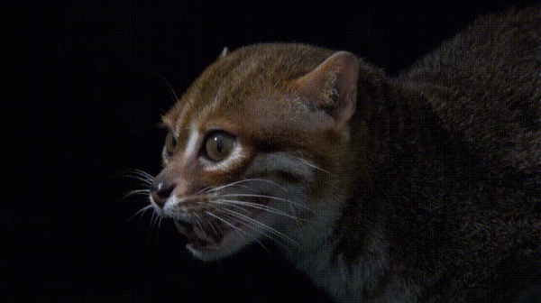 虎頭虎腦&CenterDot;壹 扁頭豹貓