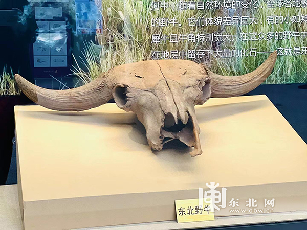 一萬年前消失的“東北野牛”亮相黑龍江省博物館