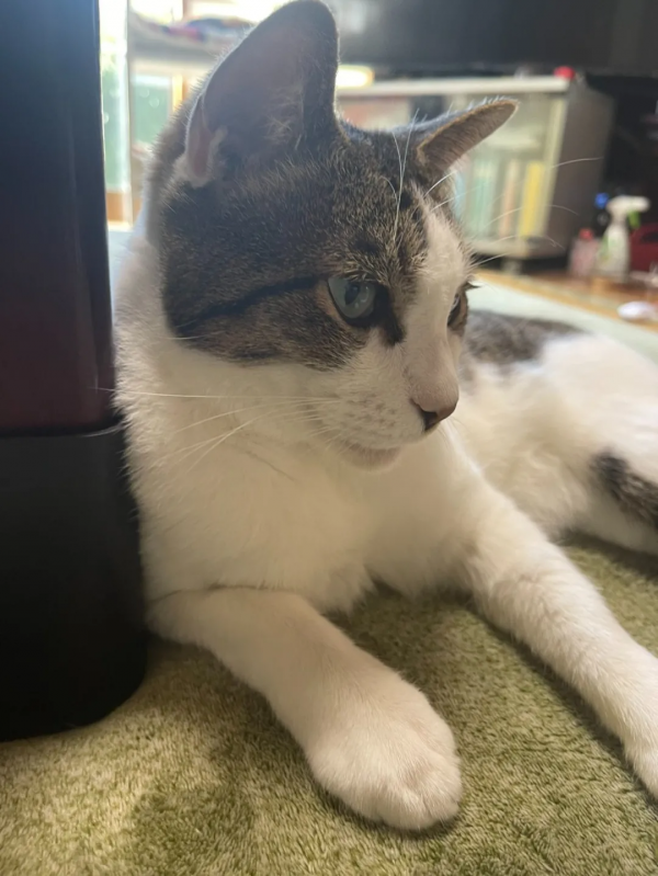 一個人和六隻貓守著一座寺院,吃飯被一群貓環繞會是怎樣的體驗? 一個人和六隻貓守著一座寺院,吃飯被一群貓環繞會是怎樣的體驗?