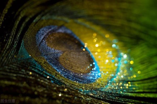 孔雀尾巴與詩之格律 孔雀尾巴與詩之格律