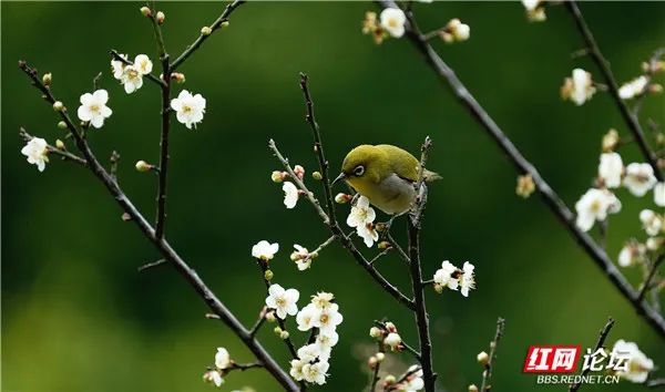 花鳥呈祥正是好兆頭！特別的祝福送給我們的2022年