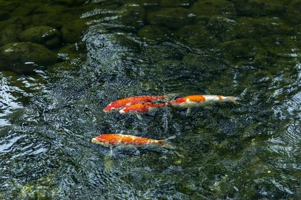為什麼西醫叫治療，而中醫叫調理？區別很大，這次幫大家理清楚
