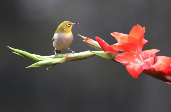 &num;（環境）鳥語花香