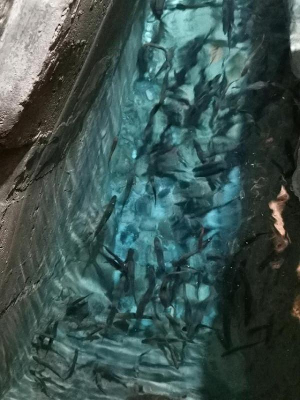 農家父子屋內挖井挖出財富，把家打造成收門票的景點，年入30多萬