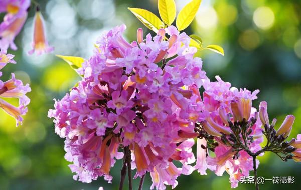 美麗的紫繡球花風鈴木