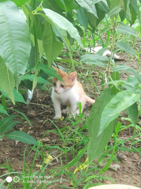 夏天的時候在田地裡收養的小貓咪，如今已然變成了胖橘