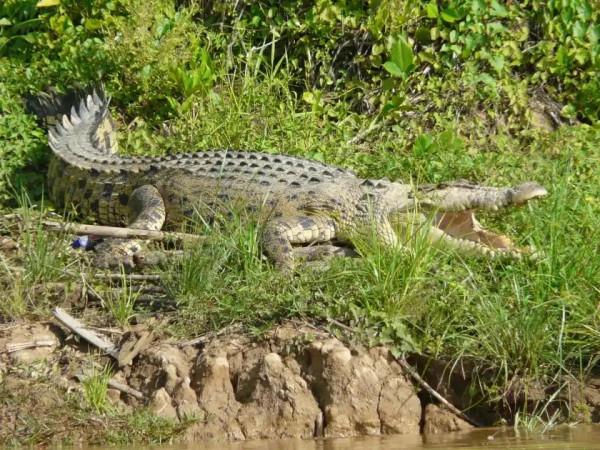 鱷魚好圖大雜燴 鱷魚好圖大雜燴