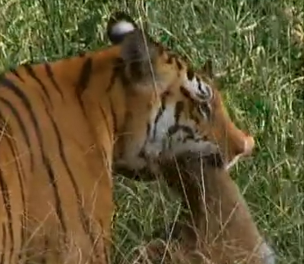 深入虎穴探尋四子之家，拍攝老虎的神秘生活，虎媽和虎崽們的故事