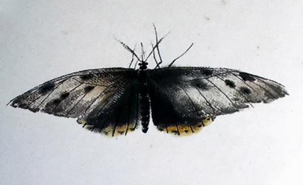 齊白石筆下的飛蟲,精細之極 齊白石筆下的飛蟲,精細之極