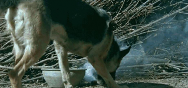 《當家主母》虐貓？這些影視劇的動物們也很慘，有些甚至立過功