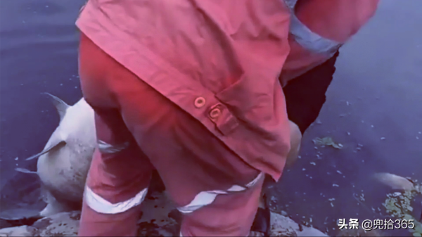 男子釣魚意外收穫鰱鱅王,路人幫忙才拉起來,網友:趕緊去買彩票 男子釣魚意外收穫鰱鱅王,路人幫忙才拉起來,網友:趕緊去買彩票