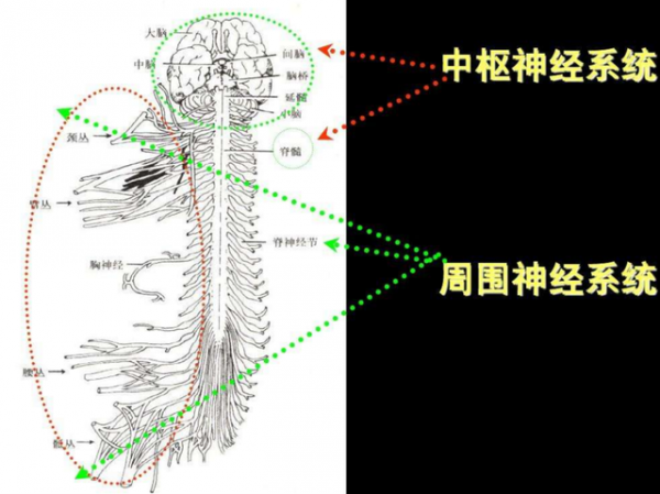 從科學角度分析,凍死和熱死,哪一種更好受一些? 從科學角度分析,凍死和熱死,哪一種更好受一些?