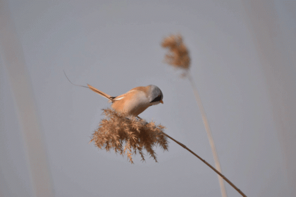 宛平湖拍鳥之文須雀