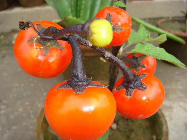 100種常見花卉的播種栽培大全,送給愛養花的你 100種常見花卉的播種栽培大全,送給愛養花的你