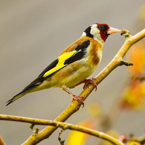 動物類 | 樹枝上的生命,小鳥 動物類 | 樹枝上的生命,小鳥