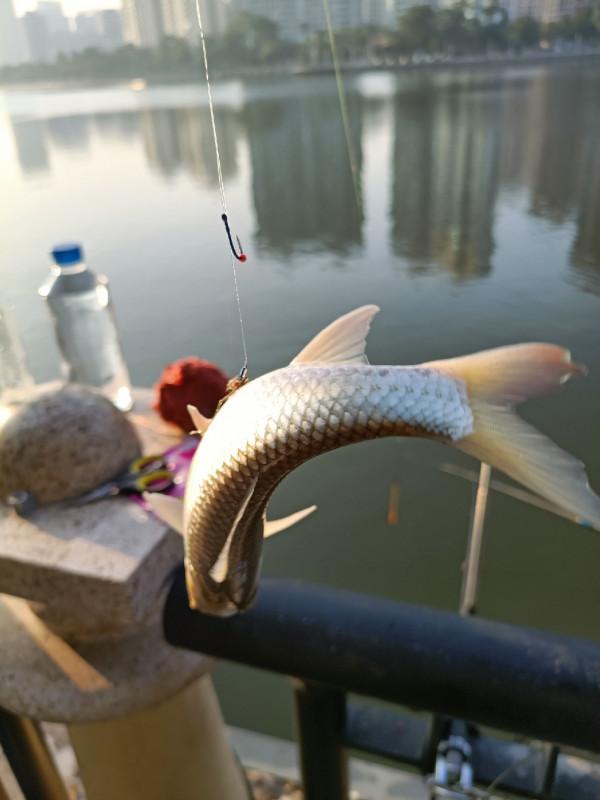 苦守大魚不如改變釣法，說不定也會有驚喜