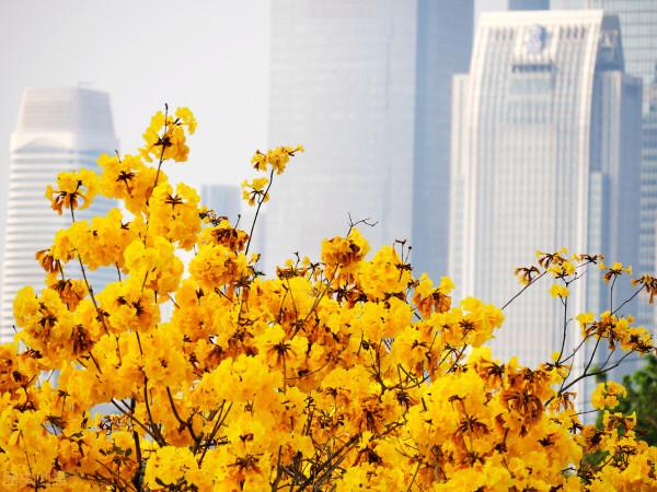 又到了每年風鈴木開花的時候