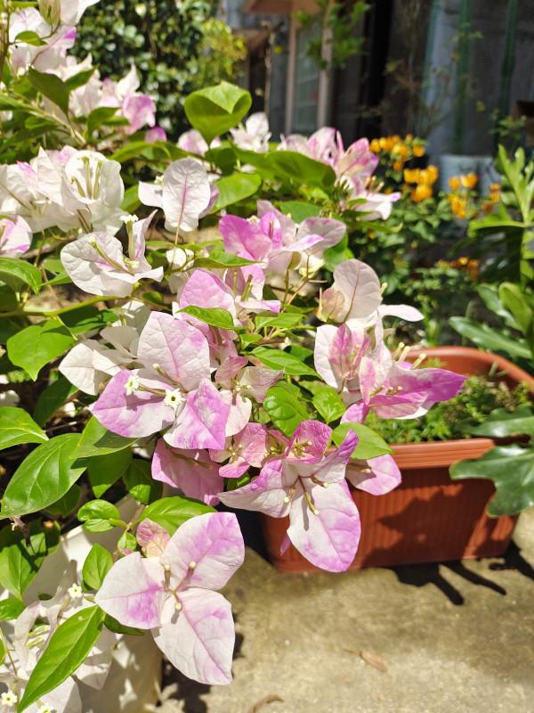 冷空氣來襲,5種怕凍傷的花卉,要特別注意保暖 冷空氣來襲,5種怕凍傷的花卉,要特別注意保暖